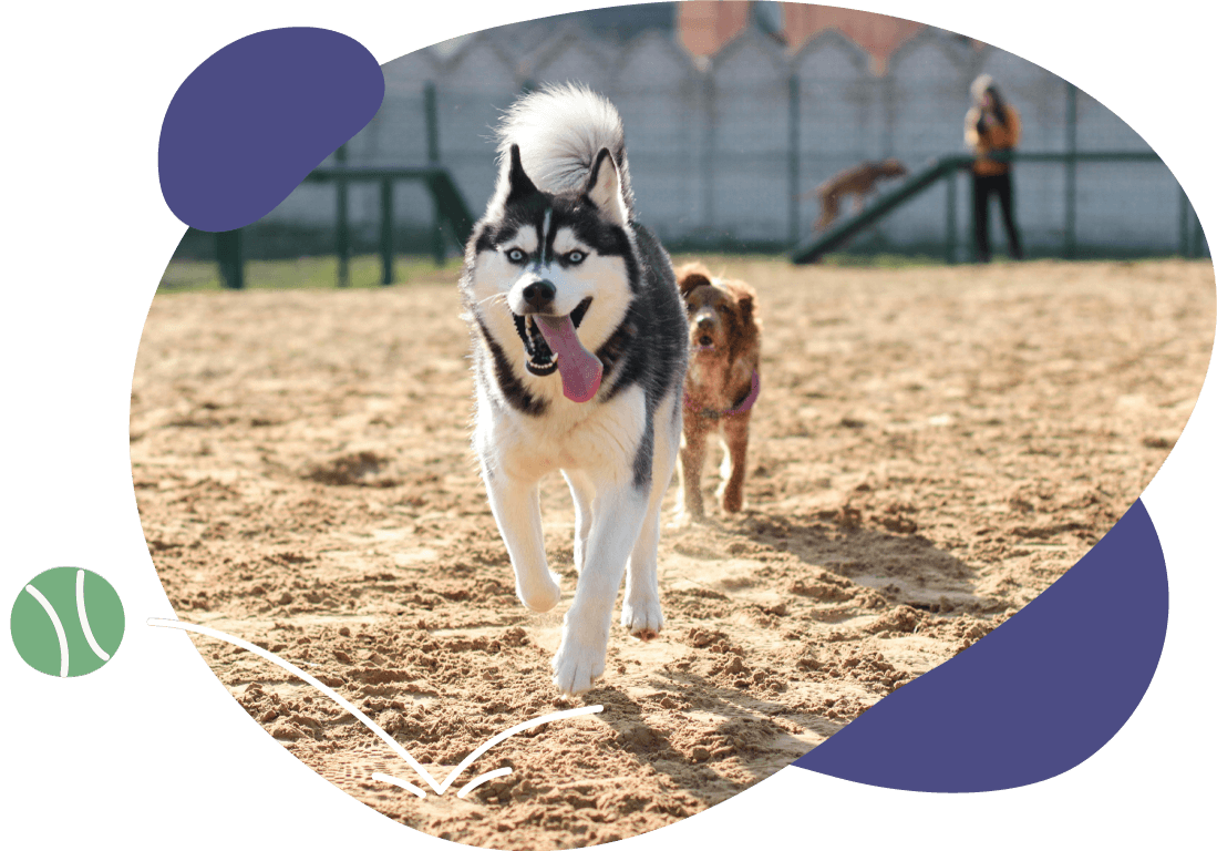 husky running at dog daycare